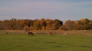 Lundberg-Ann-Arbor-Horses-in-Field-April-2011